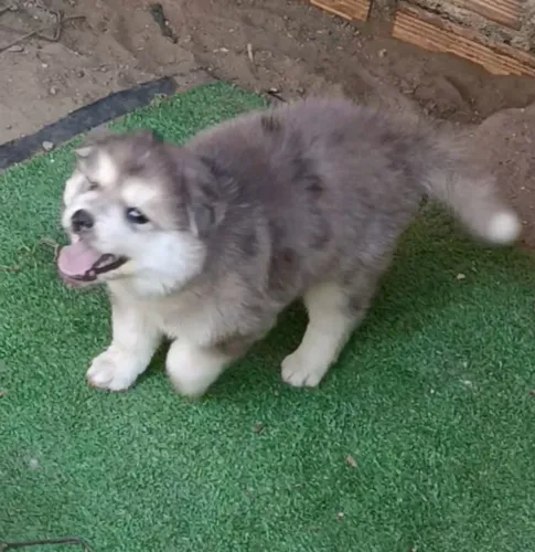 Husky siberiano fêmea linda