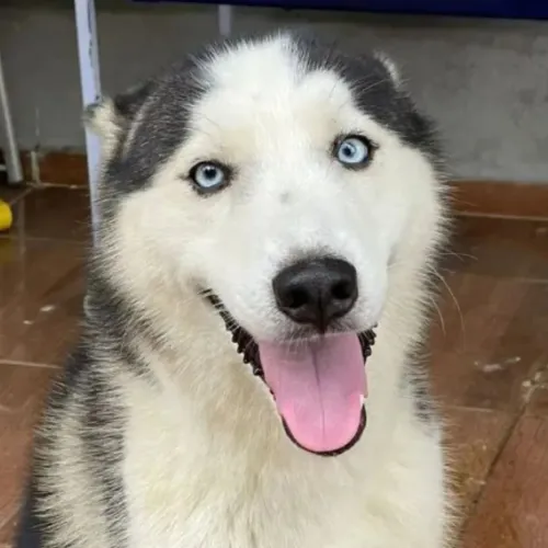 Cachorro husky siberiano macho disponível para cruzamento 