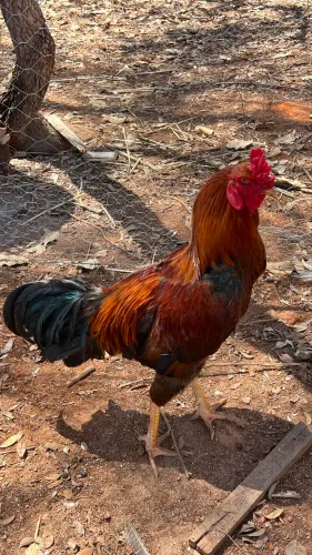 Galo índio vermelho