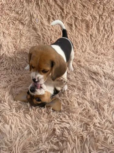 Beagle tricolor brincalhão¿