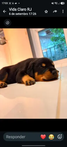 Filhote Rottweiler macho