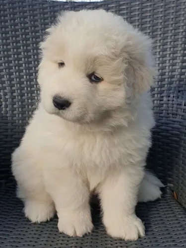Golden Retriever - Afeto Que Cria História