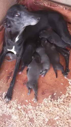 Vende lindos filhotes de galgo italiano