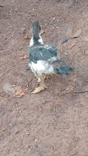 Patinho jovem