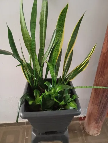 Plantas ,cada uma tem seu valor