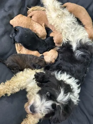 poodle x maltes Respondo pelo 9.9751.6491