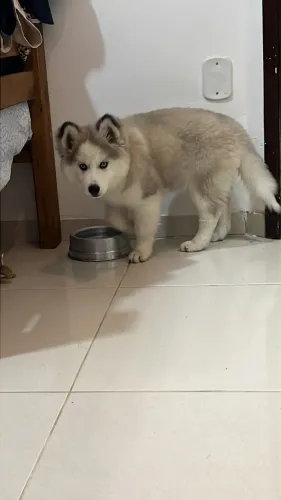 Husky siberiano fêmea