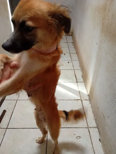 Doação de Fêmea 