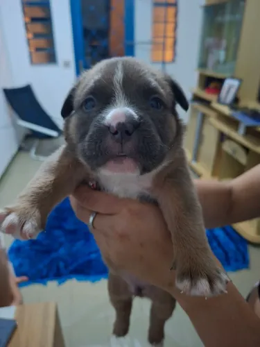 Filhote american bully