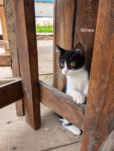 GATOS PARA ADOÇÃO RESPONSÁVEL