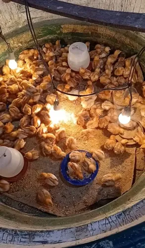 Pintinhos de poedeira