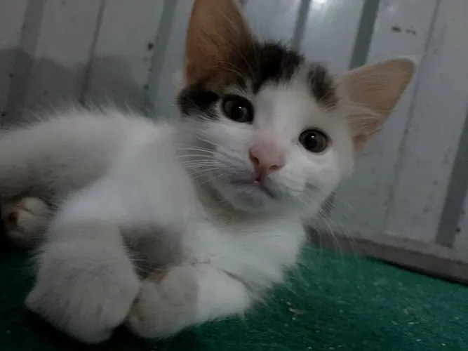 Fofo gatinho filhote 