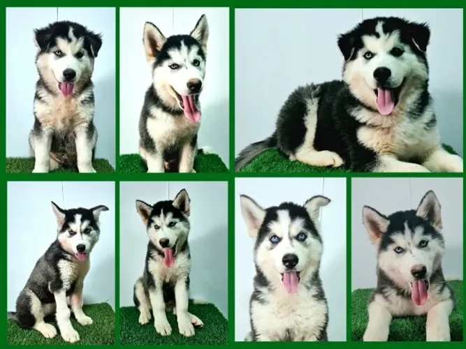 PROMOÇÃO de FILHOTES DE HUSKY SIBERIANO com PEDIGREE da CBKC!!! Com DESCONTO de R$ 300,00!