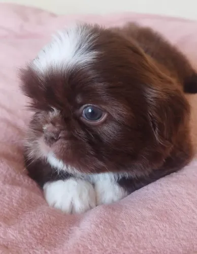 Filhote shih tzu, ganhe amor para sempre!