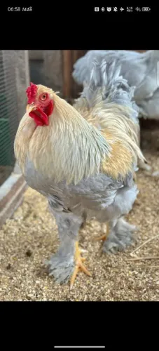 Brahma Isabela* perdiz* azul *Buff*motled*Black 