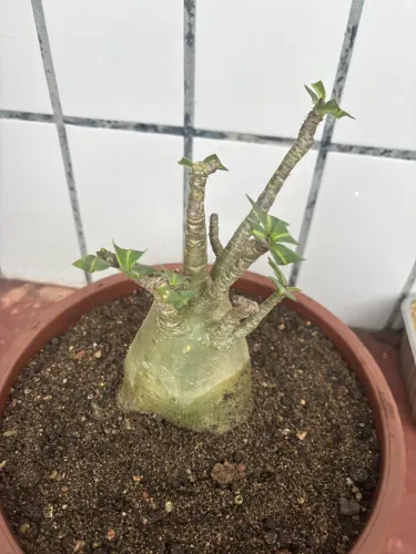 Rosa do deserto 