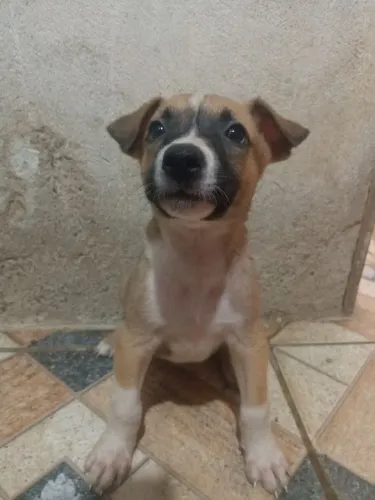 Filhote de cachorro pra doar