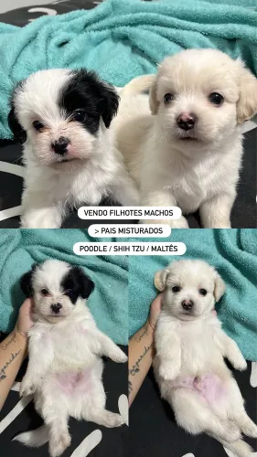 Vendo filhotes poodle