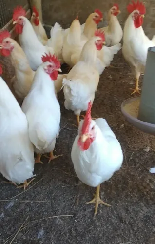 Galos pra venda em saquarema