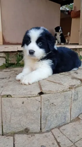 Filhote Border Collie