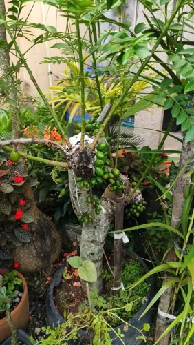 Vendo árvores frutíferas produzindo