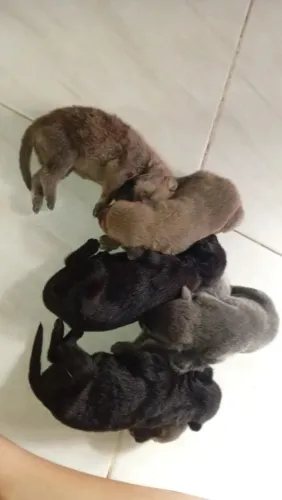 Filhotes de cachorro