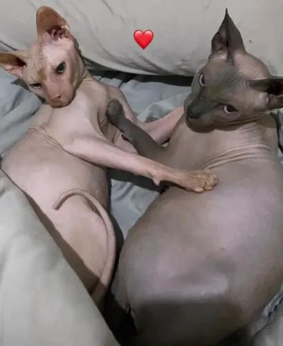 Casal gatos sphynx