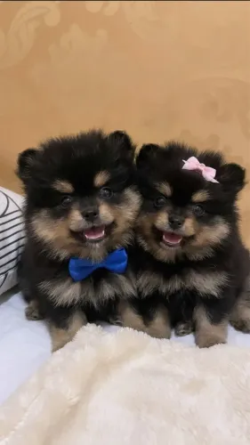 FOFOS BEBÊS ANÕES DE LULU DA POMERANIA