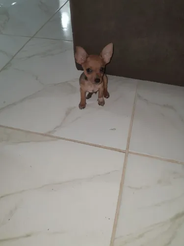 Pinscher zero