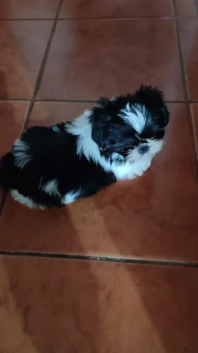 Filhotes de Shihtzu