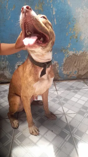 Pitbu femia 2 anos  cor mel 250