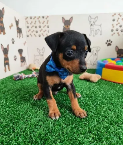 Pinscher disponível macho pequenino e fofo