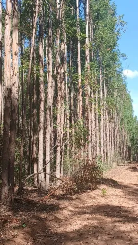 Floresta de Eucalipto só madeira, 107 mil metros 160 por metro