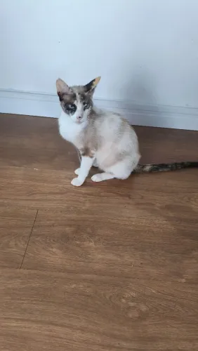 Doa se gata e gato mestiços siamês