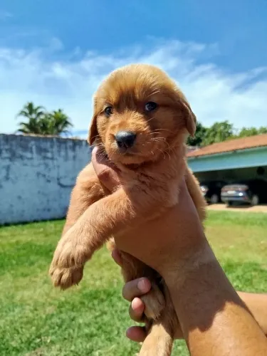 Golden Retriever fofinha