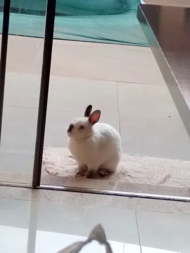 Coelho machinho