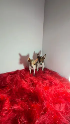 PINSCHER MINIATURAS