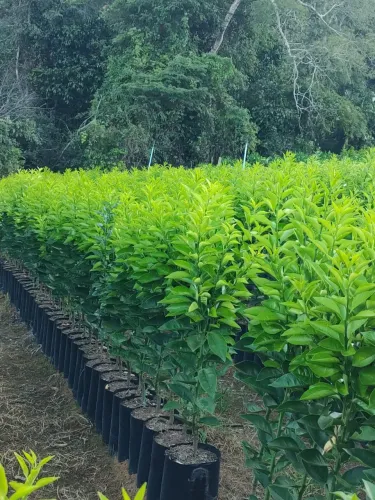 Mudas de Laranja de Alta Qualidade 