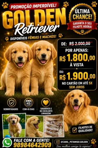 REALIZE O SONHO DE TER UM GOLDEN RETRIEVER AMERICANO