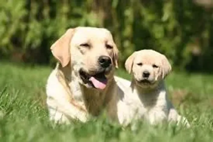 Labrador Carinho sem fim.