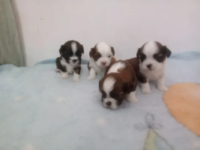 ?Filhote de Shihtzu com Lhasa ?