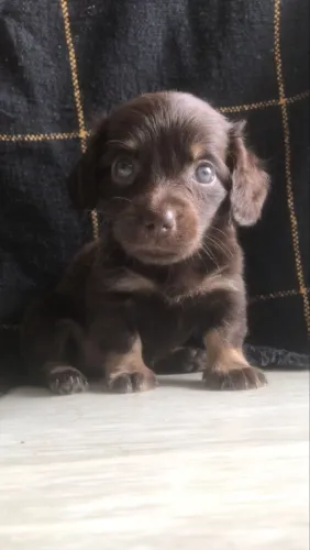 Filhotinhos de dacshshund teckel