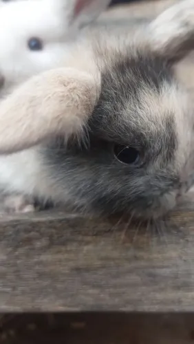 Mini Coelho Filhote Mini Lop Disponível Arlequim Entrego 