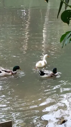 Aves