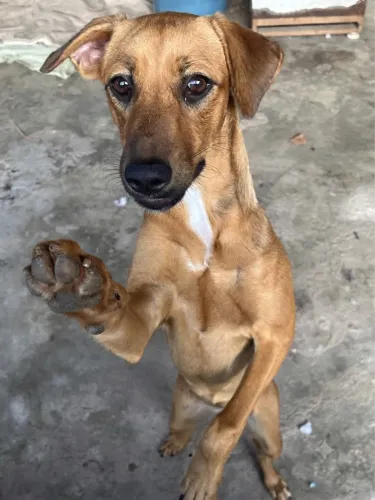 cachorra para adoção!