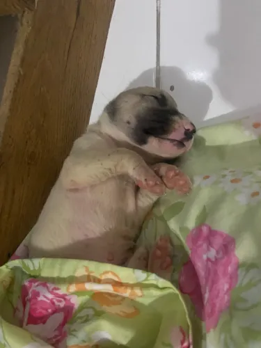 Doação Cachorro