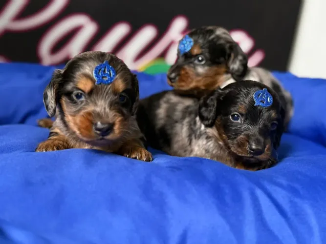 Daschund Pelo longo - Com pelos sedosos