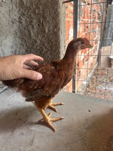 Pintinhos de Galinha GSB COM MAIS DE 30 DIAS