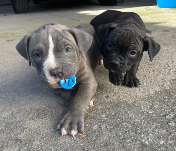 Filhotes de American bully