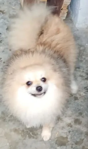 Lulu Pomerânia 